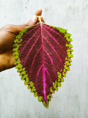 Coleus leaf in white background