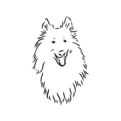 Dog Rough Collie isolated on White background. Vector illustration. collie, vector sketch on a white background