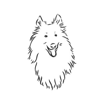 Dog Rough Collie isolated on White background. Vector illustration. collie, vector sketch on a white background