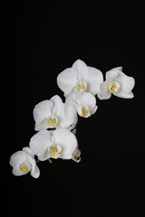Fototapeta na wymiar Orchidee weiß 