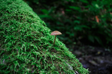 Mushroom growing on a tree in the forests of Krasnodar Territory, Russia