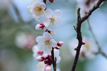 Macro details of Japanese White Plum blossom