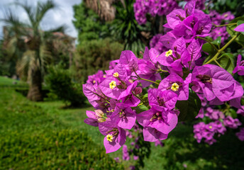 Bright pink bougainvillea flowers against the backdrop of greenery in the park.