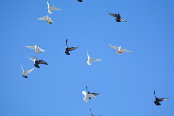 Pigeons