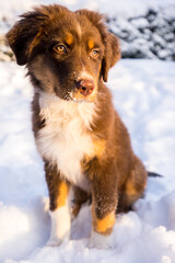 Australian shepherd puppy posing outside in the snow.