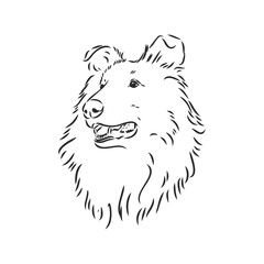 Dog Rough Collie isolated on White background. Vector illustration. collie, vector sketch on a white background