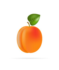 Apricot on a white background. Vector illustration, cartoon style