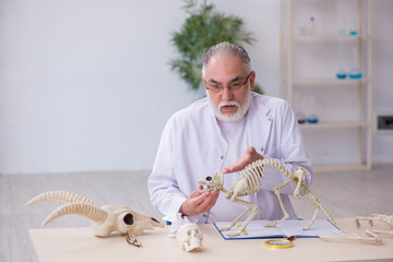 Old male paleontologist examining ancient animals at lab