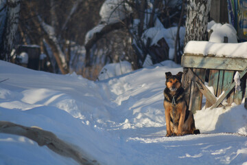 A dog in Siberia