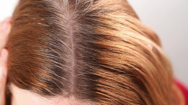 grown after staining the gray roots of hair on the head of a woman. beauty salon and hairdresser.