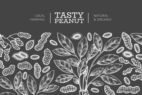 Hand drawn peanut branch and kernels design template. Organic food vector illustration on chalk board. Retro nut illustration. Vintage style botanical picture.
