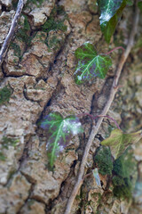 Many ivy leaves (hedera helix) on a tree bark. closeup, side view.