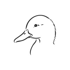 Hand drawn duck animal vector illustration. Sketch isolated on white background with pencil and label banner. duck, vector sketch on a white background