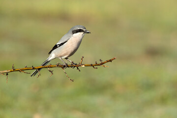 Southern flock shrike with the first light of day in its breeding territory at its usual perches