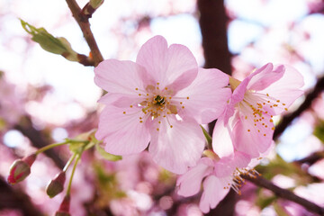 桜の花