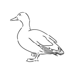 Hand drawn duck animal vector illustration. Sketch isolated on white background with pencil and label banner. duck, vector sketch on a white background