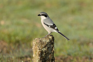 Southern flock shrike with the first light of day in its breeding territory at its usual perches
