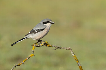 Female Great spotted woodpecker with last daylight in a pine and oak forest