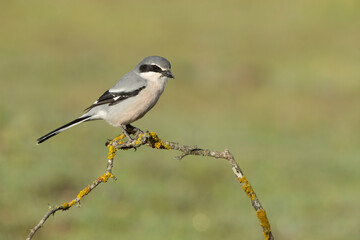 Southern flock shrike in first light of day in its breeding territory