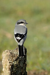 Southern flock shrike in first light of day in its breeding territory