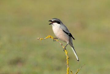 Southern flock shrike in first light of day in its breeding territory