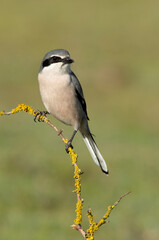 Southern flock shrike in first light of day in its breeding territory