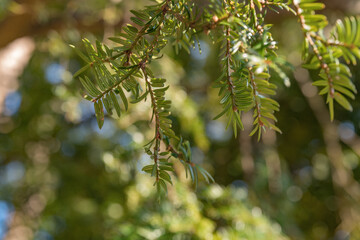 鮮やかに映える緑の葉