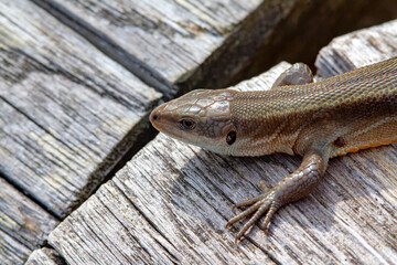 Lézard des murailles en gros plan