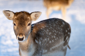 Rotwild im Winter