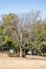 Fototapeta premium 晴れた日の平和な公園