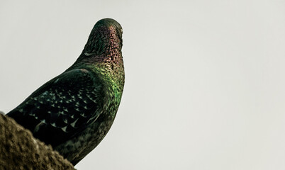 pigeon portrait photo