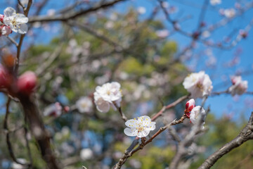 春を待ちわびる梅の花