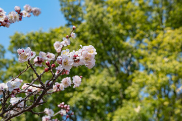 春を待ちわびる梅の花