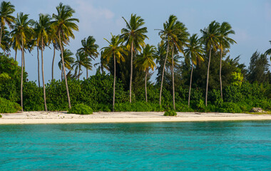 beach with palm trees on tropical island in daylight 