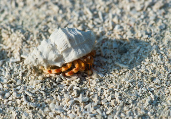 crab hermit with shell on a tropical island beach heading sea direction 