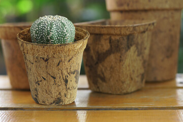 Coconut Coir Pot made from coconut fiber natural material on the table on garden background. Plants pot made from coconut fibre. Environmental Green friendly concept. Vertival banner, Free copy space.