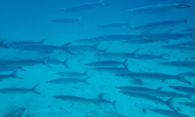 school of barracudas underwater in ocean 