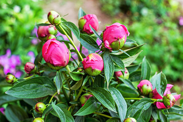 Obraz na płótnie Canvas Fresh bright pink peony flowers buds in the garden in summer.