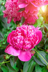 Fresh blossom bright pink peonies flowers in the garden in summer.