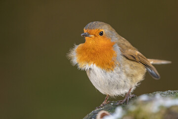 Adult Robin in the winter wild European bird associated with winter and Christmas