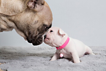 bulldog puppy frech bulldog mother and daughter