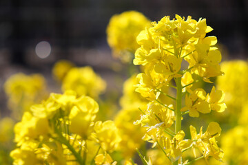 菜の花 菜花 アブラナ 満開 黄色 花 パステル 満開 春 アブラナ 可憐 かわいい