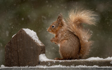 Red Squirrel in the snow. European Red Squirrel photographed in Northern England near Hawes in the...