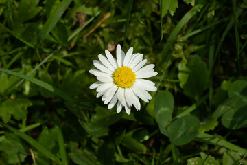 Common daisy (Bellis perennis) blooming during summertime with blurred natural background © Sander V.w.
