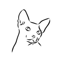 sketch of a sphinx cat, isolated, on a white background. sphinx cat, vector sketch on a white background