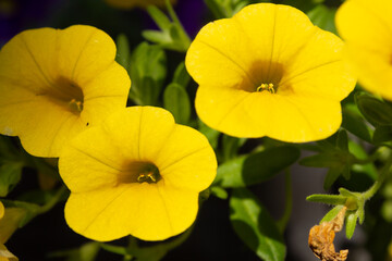 Bright yellow 'Million Bells' (Calibrachoa) flowers with blurred background