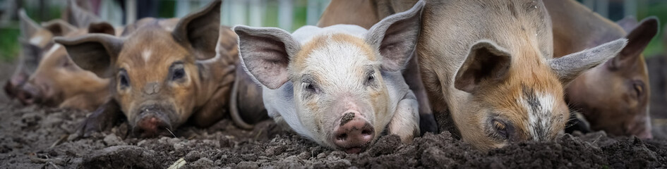 Bioschweine mit Auslauf geniessen die Freiheit. Landwirtschaftliches Symbolfoto.