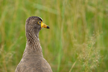 bird portrait in a lovely green veld at  rietvlei nature reserve in south africa