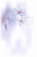 Spring background with daffodil narcissus flowers. Can be used for Easter, birthday, wedding, anniversary, 8 march