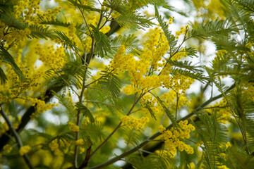 the spring bloom of Mimosa